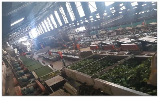 GIZ Tea Factories (Renergy)